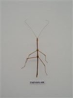 藏品(竹節蟲(1))的圖片